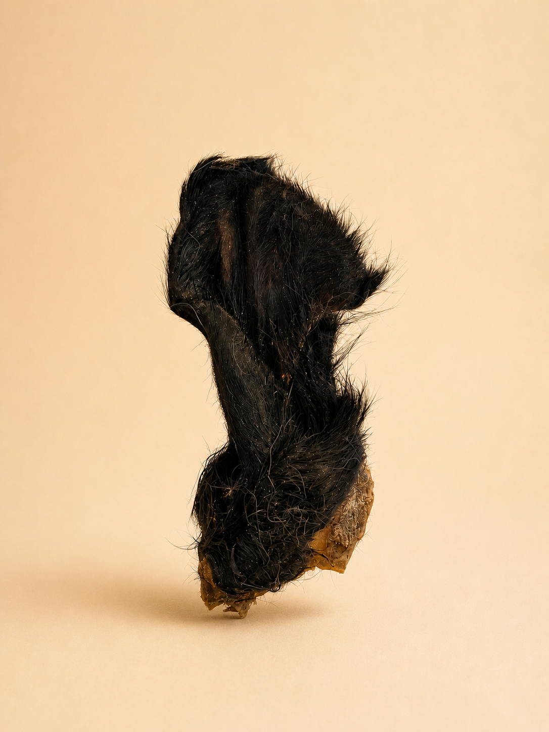 Oreilles de boeuf avec poils